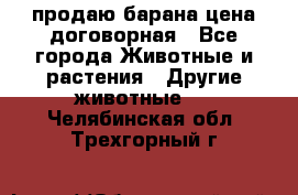 продаю барана цена договорная - Все города Животные и растения » Другие животные   . Челябинская обл.,Трехгорный г.